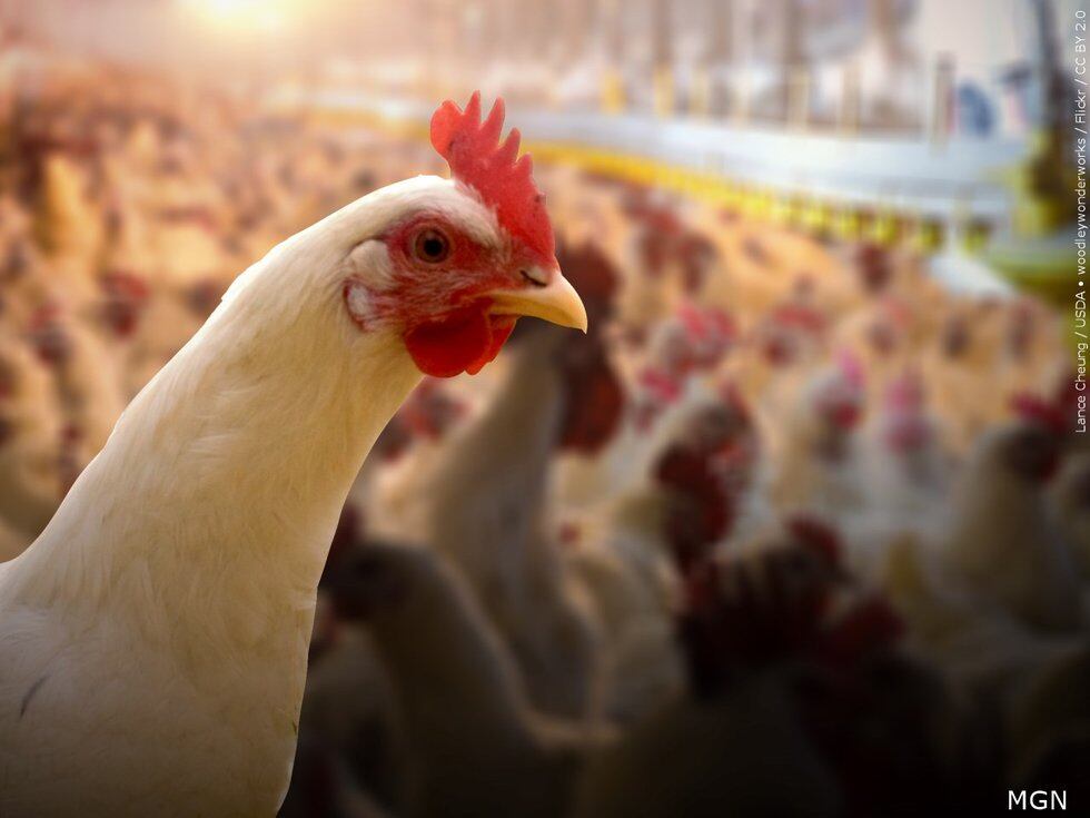 Cases of bird flu prompted the killing of 1.7 million chickens in northeastern Nebraska