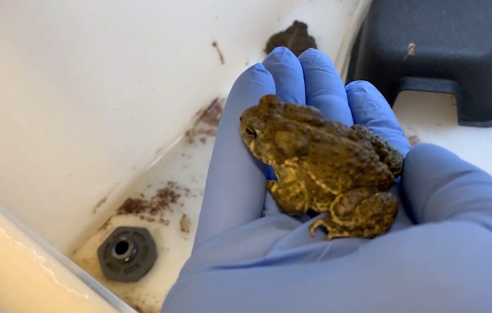 The National Mississippi River Museum and Aquarium cares for the Wyoming toad.
