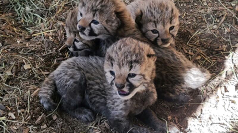 Four cheetah cubs were born to a first-time mother at the Wildlife Safari Park in Ashland,...