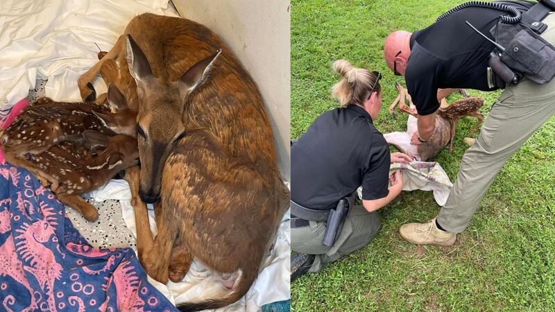 The doe and her babies were rescued by Warren County Sheriff’s deputies on Aug. 22 after they...