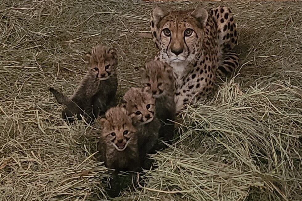 Four cheetah cubs sit with their mother, Clio