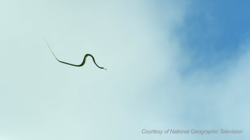 This is how some snakes glide through the air