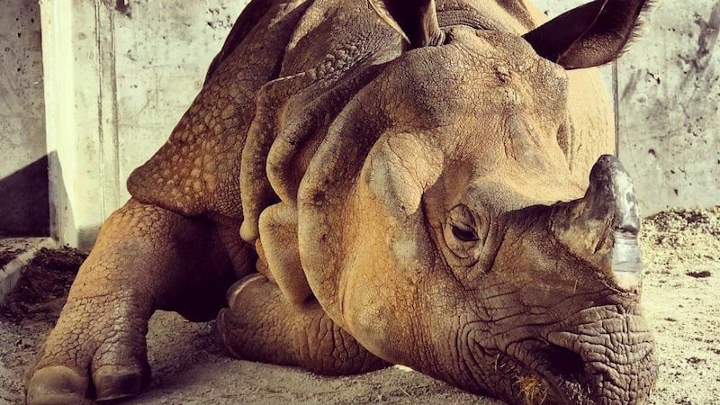 Jontu, a 15-year-old male Greater one-horned rhino died Tuesday, March 28, 2023