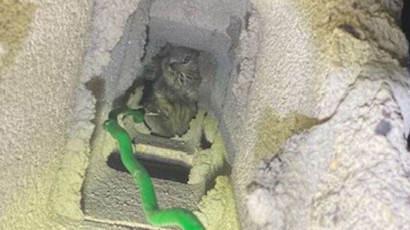 Firefighters in Nevada saved a 6-week-old kitten stuck in a block wall.