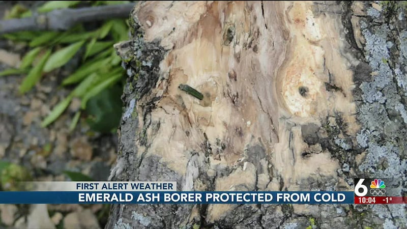 Emerald Ash Borer protected from cold