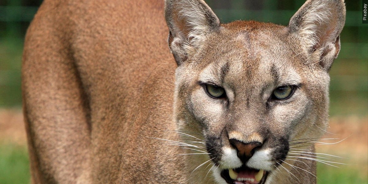 Tagged Nebraska cougar killed outside Minneapolis